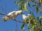 Corella Feeding Baby.JPG (51 KB)